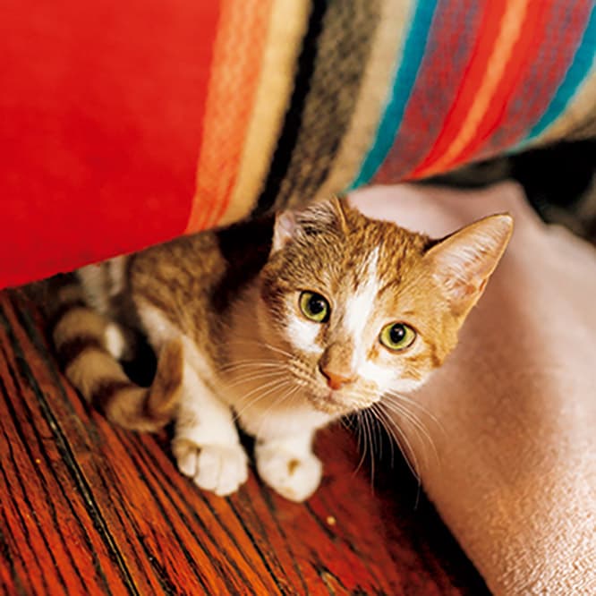 ブルックリンはブシュウィックの出身のチリ。ちなみに兄は黒猫です。