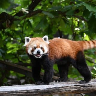 野毛山動物園