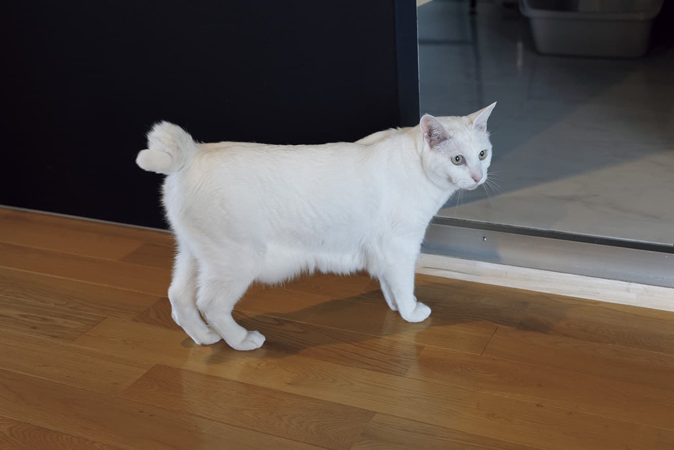 子猫の頃、頭頂部に黒い毛があり、冷奴みたいと命名。少したれ目で、かぎしっぽのママっ子。