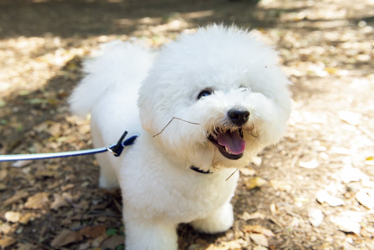 公園で散歩すると、ふわふわの毛にすぐに枯れ枝や落ち葉がついて絡まってしまうのが悩み。