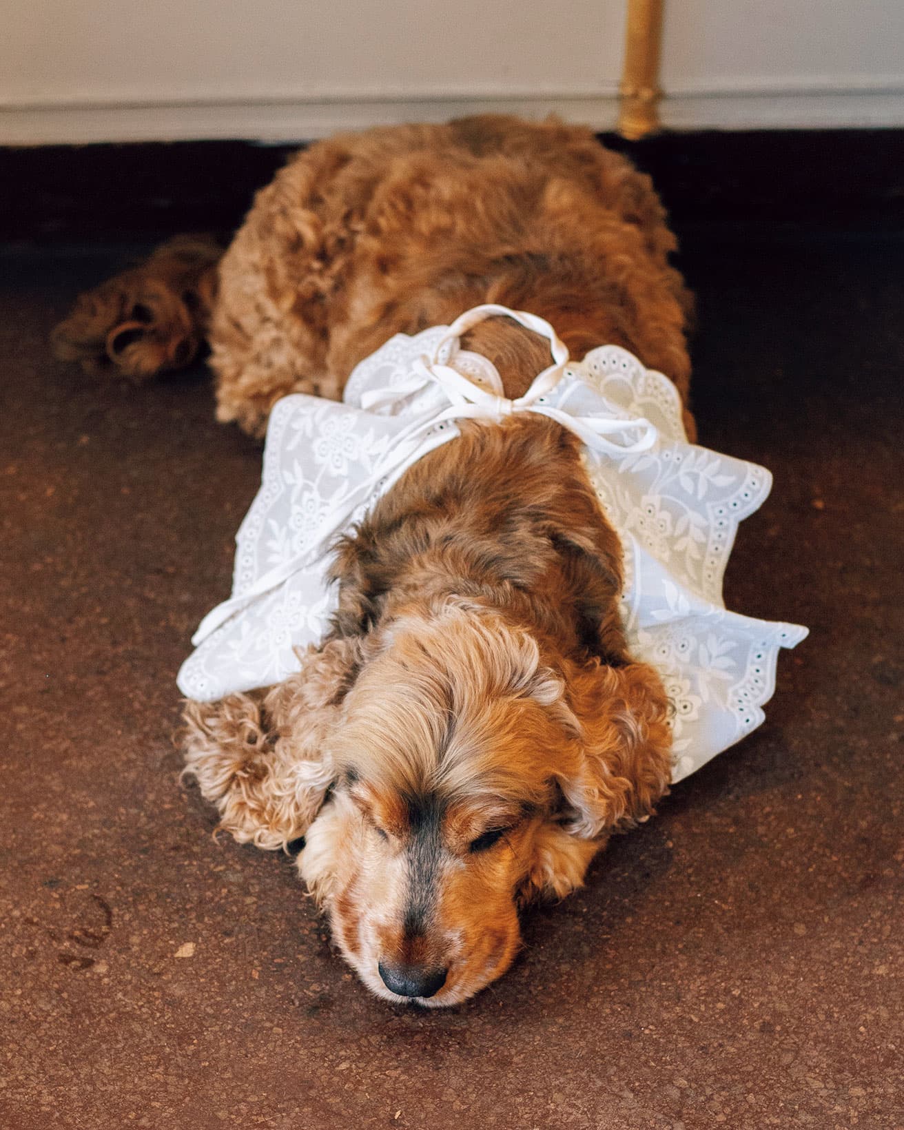 お座りだけでなく、伏せもできます。