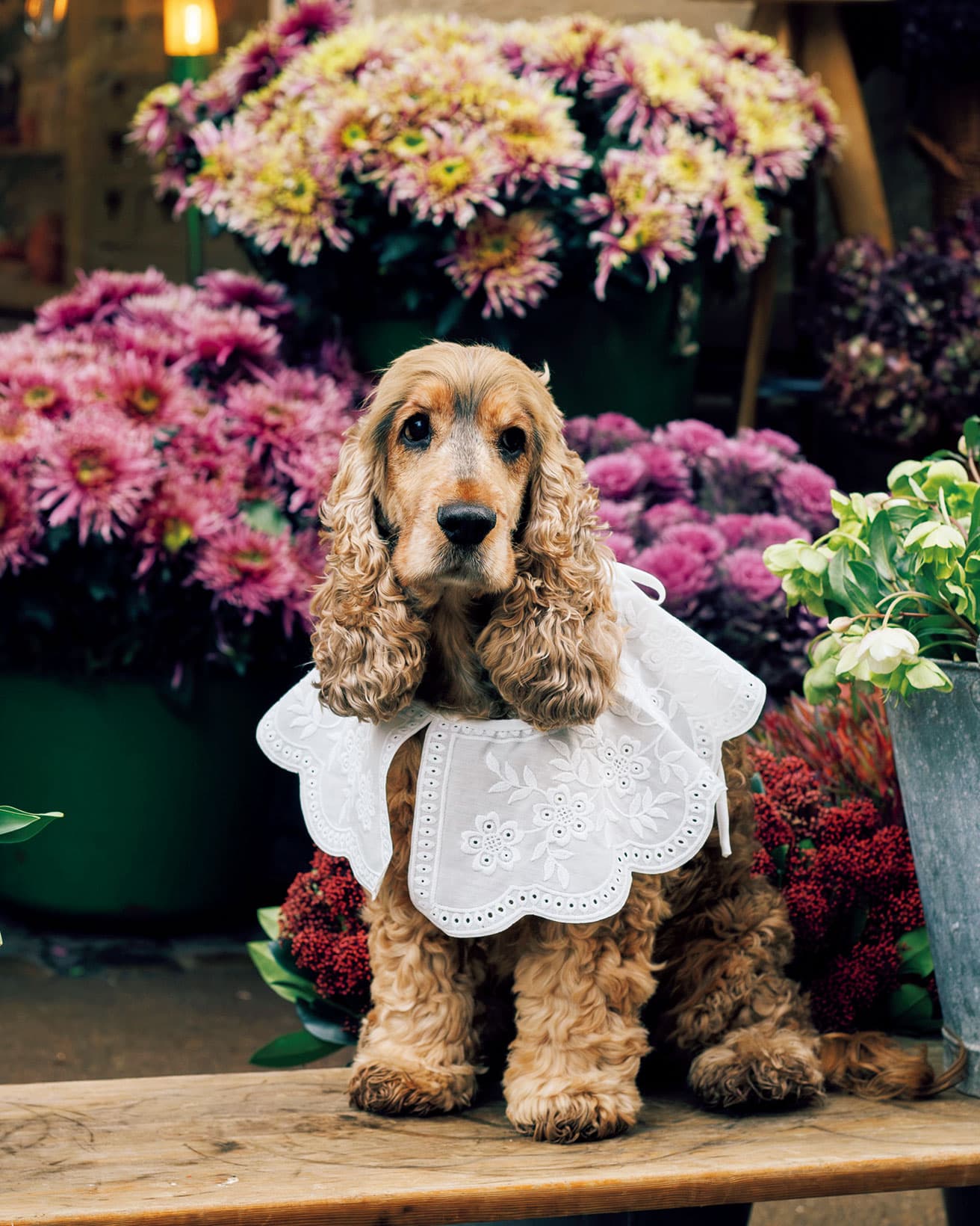 店内や外のベンチで愛想を振りまく。人間と小型犬は好きだが、大型犬は苦手。