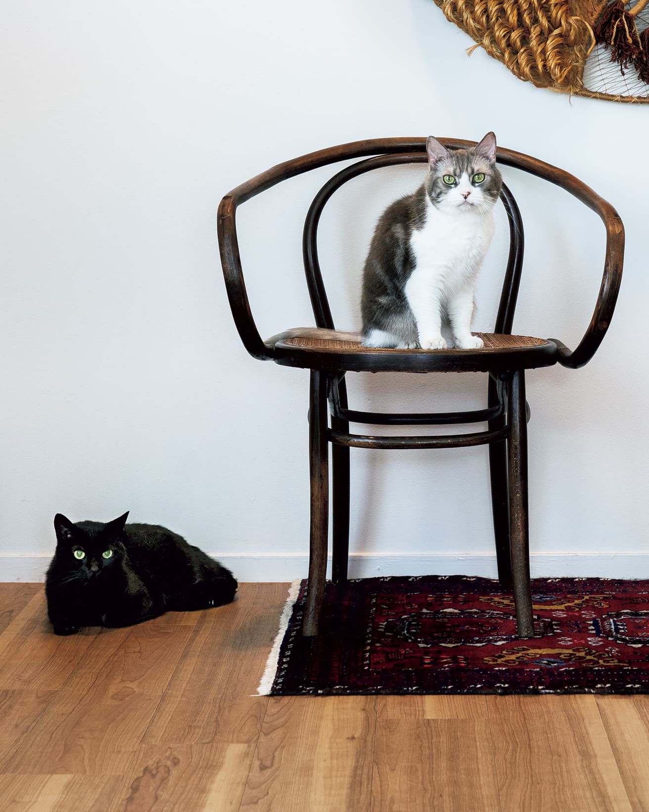 アウグスト・トーネットの《209》と、猫のジル（ミックス）、ジジ（ミックス）。