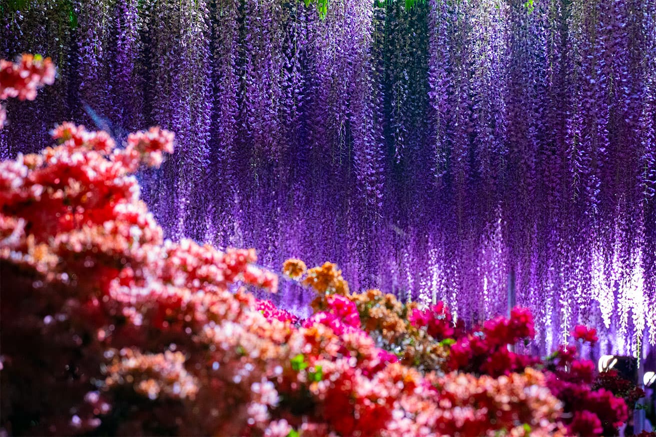 蜷川実花（参考作品）。(c) mika ninagawa,&nbsp;Courtesy&nbsp;of Tomio Koyama Gallery