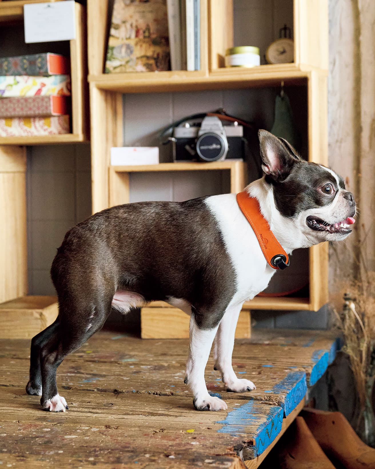約5kgとこの犬種にしては小柄。