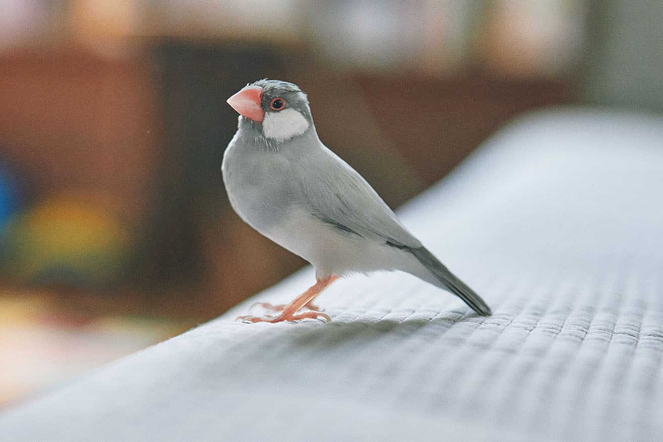 人から人へ渡り歩き、客人にも挨拶を欠かさない。
